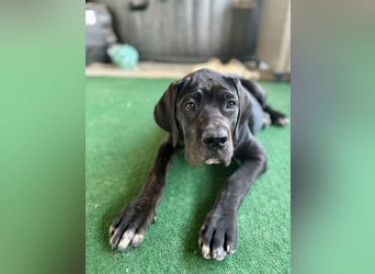 Cane Corso Welpen