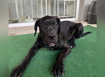 Cane Corso Welpen
