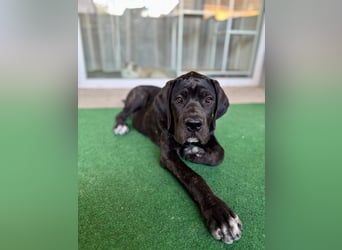 Cane Corso Welpen