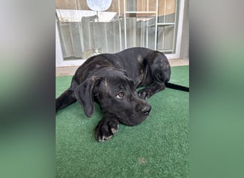 Cane Corso Welpen