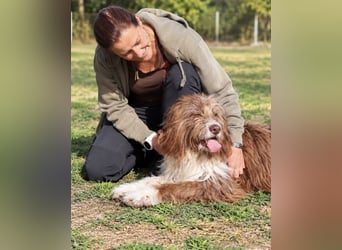 Pflegehund Tejo wartet in 66901 Schönenberg-Kübelberg auf dich!
