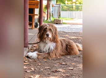 Pflegehund Tejo wartet in 66901 Schönenberg-Kübelberg auf dich!