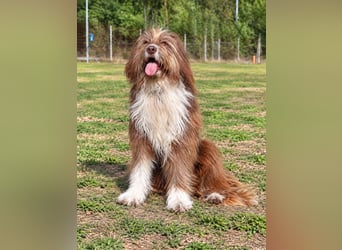 Pflegehund Tejo wartet in 66901 Schönenberg-Kübelberg auf dich!