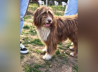 Pflegehund Tejo wartet in 66901 Schönenberg-Kübelberg auf dich!