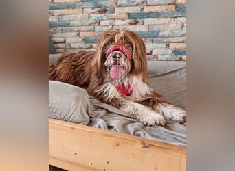 Pflegehund Tejo wartet in 66901 Schönenberg-Kübelberg auf dich!