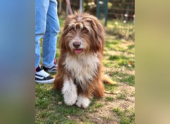 Pflegehund Tejo wartet in 66901 Schönenberg-Kübelberg auf dich!