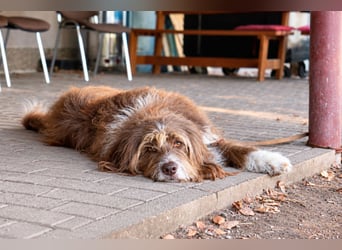 Pflegehund Tejo wartet in 66901 Schönenberg-Kübelberg auf dich!