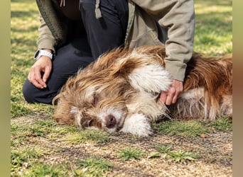 Pflegehund Tejo wartet in 66901 Schönenberg-Kübelberg auf dich!