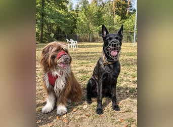 Pflegehund Tejo wartet in 66901 Schönenberg-Kübelberg auf dich!