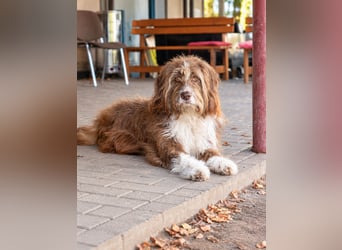 Pflegehund Tejo wartet in 66901 Schönenberg-Kübelberg auf dich!