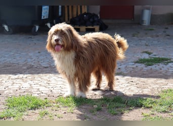 Pflegehund Tejo wartet in 66901 Schönenberg-Kübelberg auf dich!