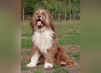 Pflegehund Tejo wartet in 66901 Schönenberg-Kübelberg auf dich!
