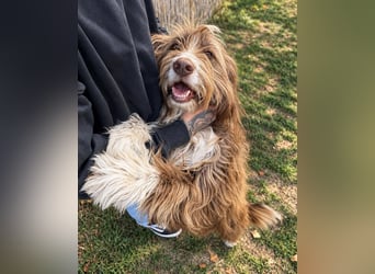 Pflegehund Tejo wartet in 66901 Schönenberg-Kübelberg auf dich!