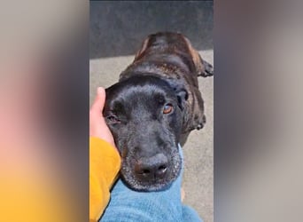 Vinc sucht Pflege- oder Endstelle