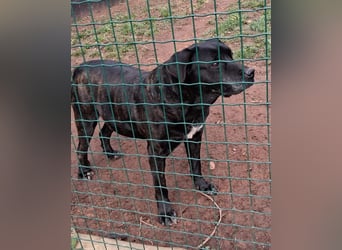 Vinc sucht Pflege- oder Endstelle