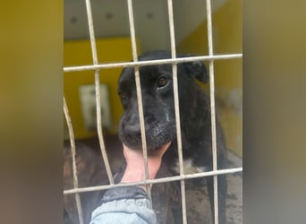 Vinc sucht Pflege- oder Endstelle