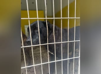 Vinc sucht Pflege- oder Endstelle