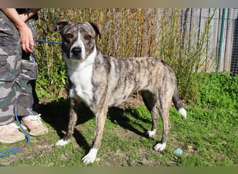 Lucia - eine wunderschöne freundliche Hündin - die das Leben im Haus kennt