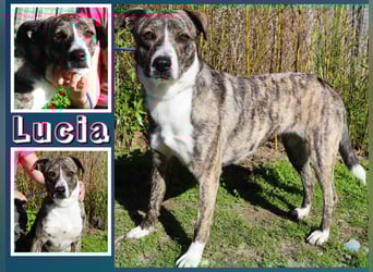 Lucia - eine wunderschöne freundliche Hündin - die das Leben im Haus kennt