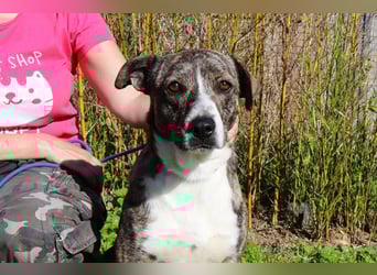 Lucia - eine wunderschöne freundliche Hündin - die das Leben im Haus kennt