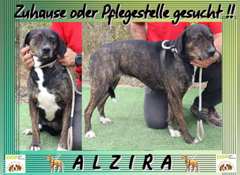 Für ♦️ ALZIRA ♦️ wird ein Zuhause oder Pflegestelle gesucht ❗️