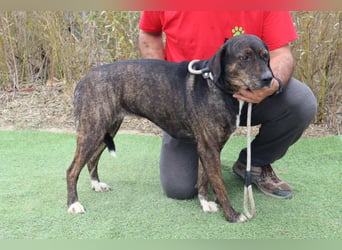 Für ♦️ ALZIRA ♦️ wird ein Zuhause oder Pflegestelle gesucht ❗️