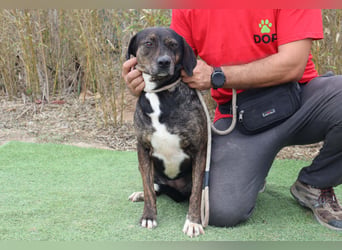Für ♦️ ALZIRA ♦️ wird ein Zuhause oder Pflegestelle gesucht ❗️