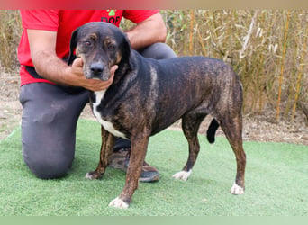 Für ♦️ ALZIRA ♦️ wird ein Zuhause oder Pflegestelle gesucht ❗️