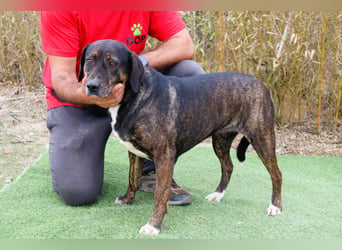 Für ♦️ ALZIRA ♦️ wird ein Zuhause oder Pflegestelle gesucht ❗️