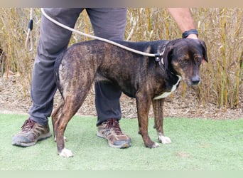 Für ♦️ ALZIRA ♦️ wird ein Zuhause oder Pflegestelle gesucht ❗️