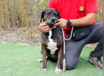 Für ♦️ ALZIRA ♦️ wird ein Zuhause oder Pflegestelle gesucht ❗️