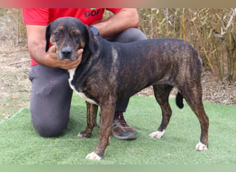 Für ♦️ ALZIRA ♦️ wird ein Zuhause oder Pflegestelle gesucht ❗️