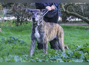 Neuzugang:  Seniorin ARA - braucht dringend ein neues Zuhause