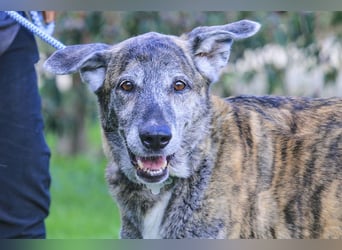 Neuzugang:  Seniorin ARA - braucht dringend ein neues Zuhause