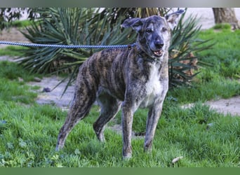 Neuzugang:  Seniorin ARA - braucht dringend ein neues Zuhause