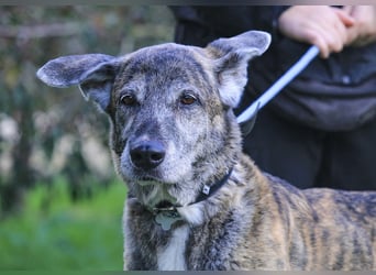 ❤️ARA ist unglücklich - sie braucht dringend wieder ein Zuhause