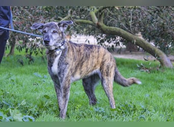 ❤️ARA ist unglücklich - sie braucht dringend wieder ein Zuhause
