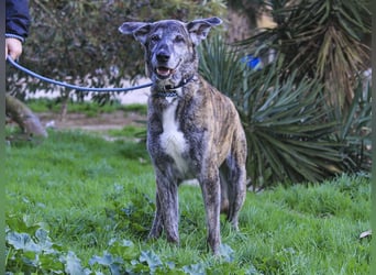 ❤️ARA ist unglücklich - sie braucht dringend wieder ein Zuhause
