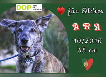 SENIORIN ARA - ♥️ - wurde im Tierheim abgegeben - sie braucht ein Zuhause !