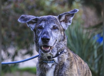 ❤️ARA ist unglücklich - sie braucht dringend wieder ein Zuhause