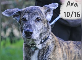 ❤️ARA ist unglücklich - sie braucht dringend wieder ein Zuhause