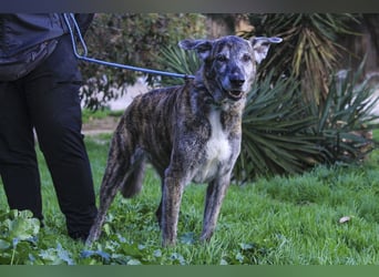 ❤️ARA ist unglücklich - sie braucht dringend wieder ein Zuhause