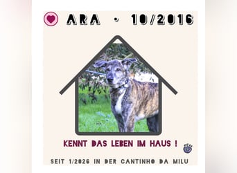 A • R • A • braucht wieder ein Zuhause !