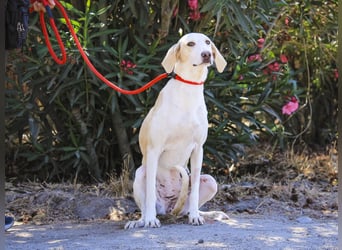 Zuhause gesucht für die jungen Hündinnen: Francisca  ❤️  Hortela - Cantinho da Milu