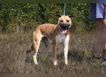 Zuhause gesucht für ⚡️Shelby -+- Bolota ⚡️Tierheim: Cantinho da Milu
