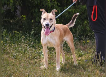 Zuhause gesucht für ⚡️Shelby -+- Misty ⚡️ - sind in der Cantinho da Milu