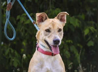 Zuhause gesucht für ⚡️Shelby -+- Misty ⚡️ - sind in der Cantinho da Milu