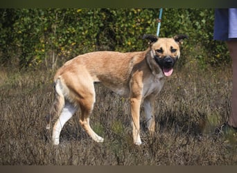Zuhause gesucht für ⚡️Shelby -+- Bolota ⚡️Tierheim: Cantinho da Milu