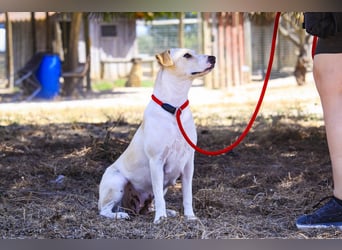 Zuhause gesucht für die jungen Hündinnen: Francisca  ❤️  Hortela - Cantinho da Milu