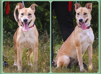 Zuhause gesucht für ⚡️Shelby -+- Misty ⚡️ - sind in der Cantinho da Milu